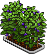 Blackberry Bush