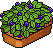 Blackberry Patch