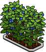 Blueberry Bush