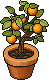 Citrus Potling