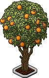 Orange Tree