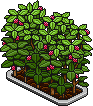 Raspberry Bush