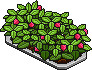 Strawberry Bush