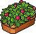 Strawberry Patch